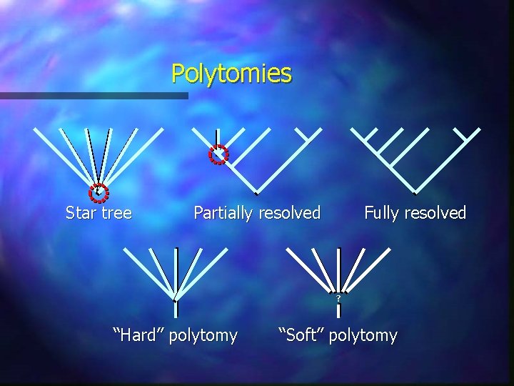 Polytomies Star tree Partially resolved Fully resolved ? “Hard” polytomy “Soft” polytomy Polytomies Star tree Partially resolved Fully resolved ? “Hard” polytomy “Soft” polytomy
