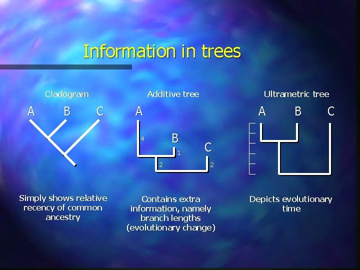 Information in trees Cladogram A B Additive tree C A A B 4 1 Information in trees Cladogram A B Additive tree C A A B 4 1
