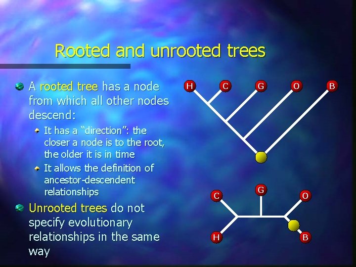 Rooted and unrooted trees A rooted tree has a node from which all other Rooted and unrooted trees A rooted tree has a node from which all other