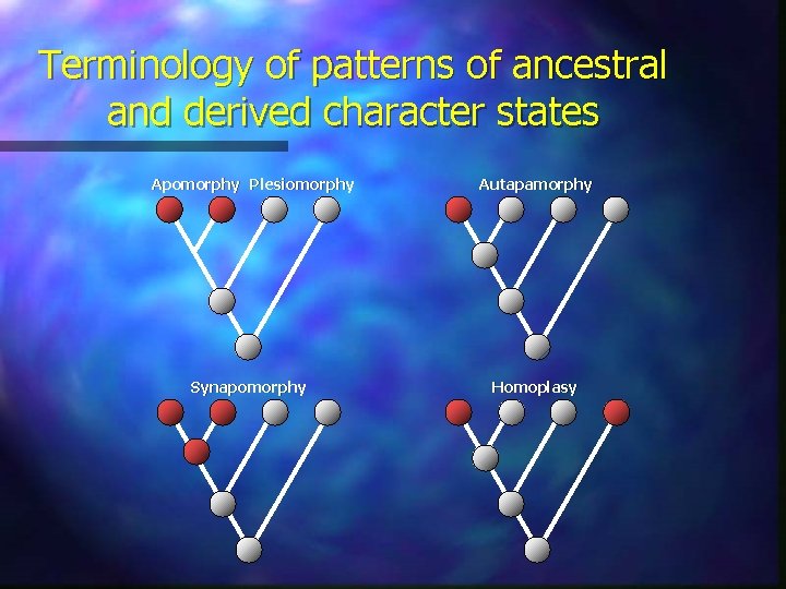 Terminology of patterns of ancestral and derived character states Apomorphy Plesiomorphy Autapamorphy Synapomorphy Homoplasy Terminology of patterns of ancestral and derived character states Apomorphy Plesiomorphy Autapamorphy Synapomorphy Homoplasy