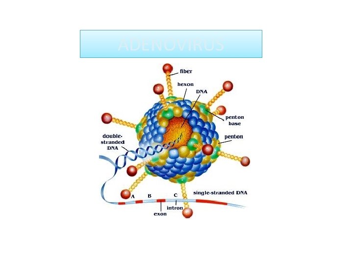 ADENOVIRUS 