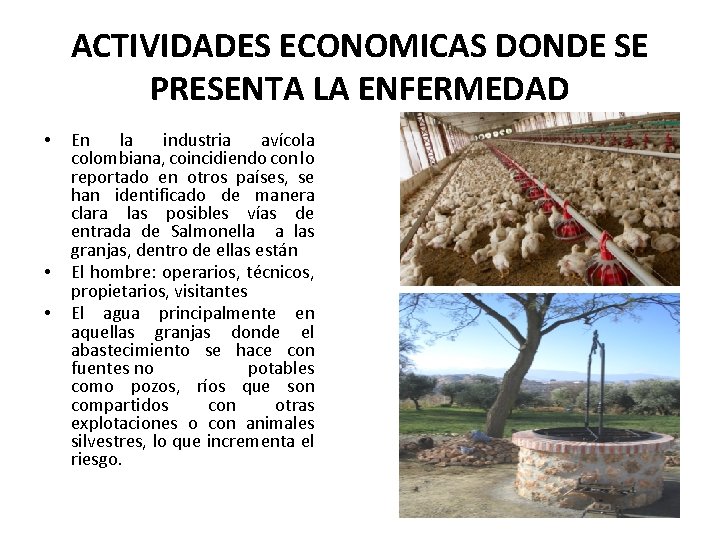 ACTIVIDADES ECONOMICAS DONDE SE PRESENTA LA ENFERMEDAD • • • En la industria avícola