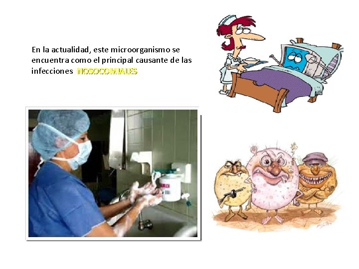 En la actualidad, este microorganismo se encuentra como el principal causante de las infecciones