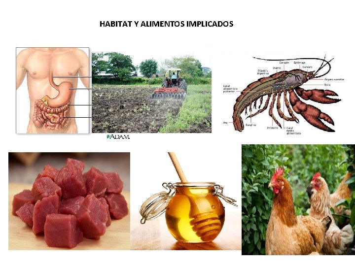 HABITAT Y ALIMENTOS IMPLICADOS 
