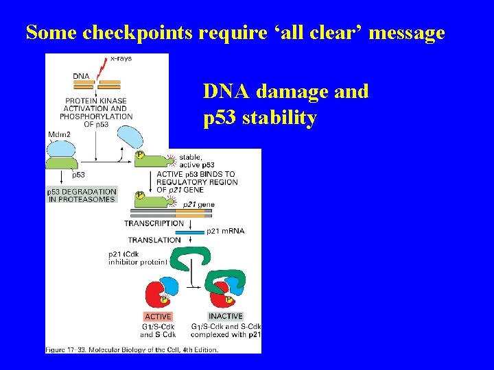 Some checkpoints require ‘all clear’ message Figure DNA 17 -33 damage and p 53
