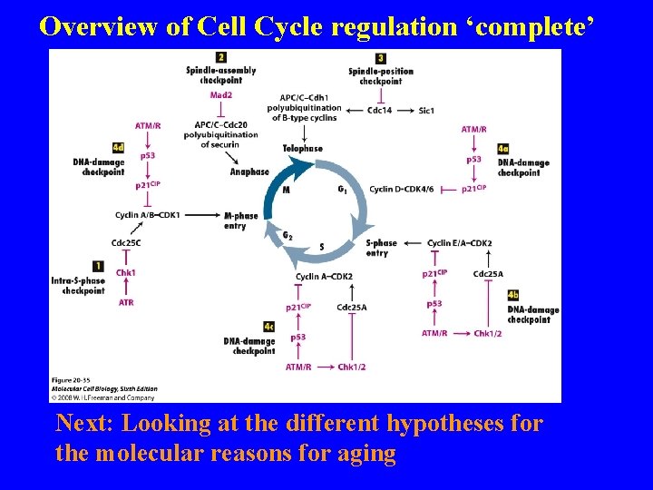 Overview of Cell Cycle regulation ‘complete’ Next: Looking at the different hypotheses for the