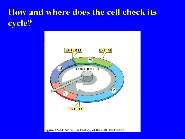 How and where does the cell check its cycle? 