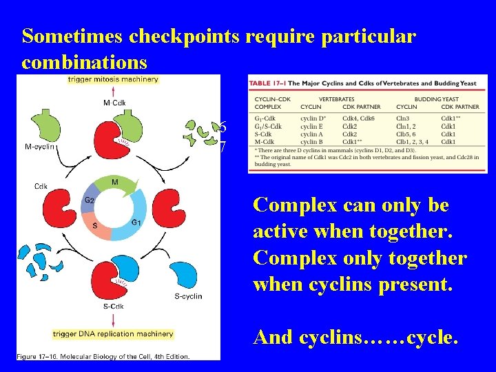 Sometimes checkpoints require particular combinations Figure 17 -16 Figure 17 -17 Complex can only