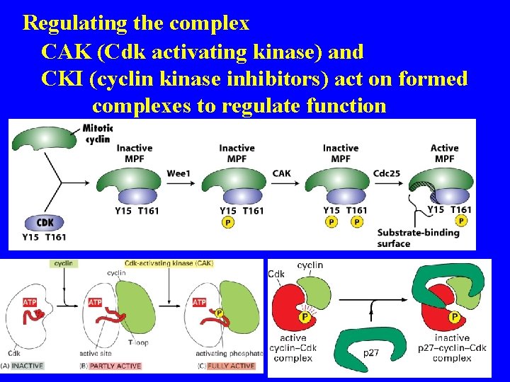 Regulating the complex CAK (Cdk activating kinase) and CKI (cyclin kinase inhibitors) act on