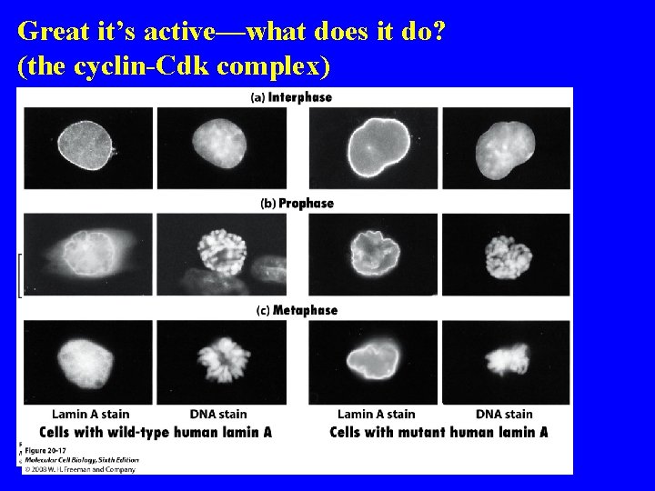 Great it’s active—what does it do? (the cyclin-Cdk complex) 