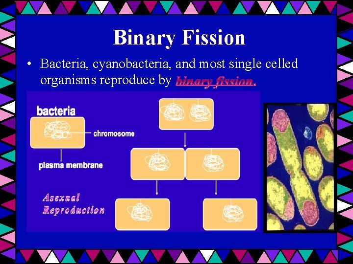 Binary Fission • Bacteria, cyanobacteria, and most single celled organisms reproduce by 