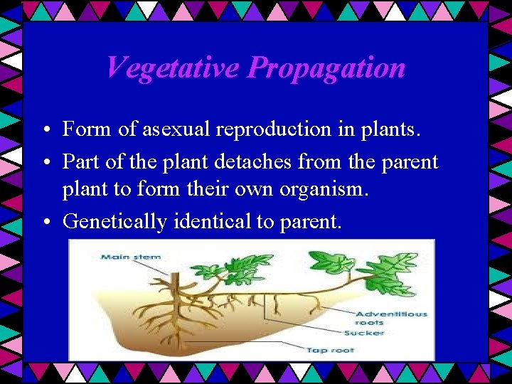 Vegetative Propagation • Form of asexual reproduction in plants. • Part of the plant