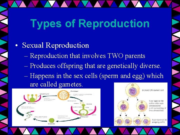 Types of Reproduction • Sexual Reproduction – Reproduction that involves TWO parents – Produces