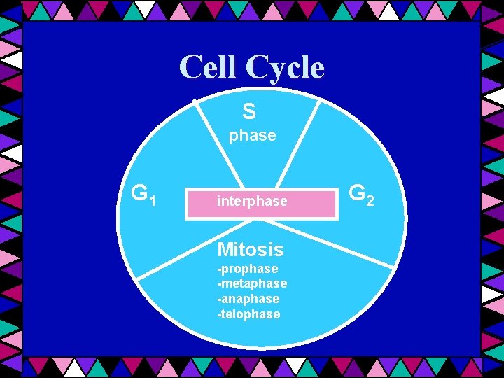 Cell Cycle S phase G 1 interphase Mitosis -prophase -metaphase -anaphase -telophase G 2