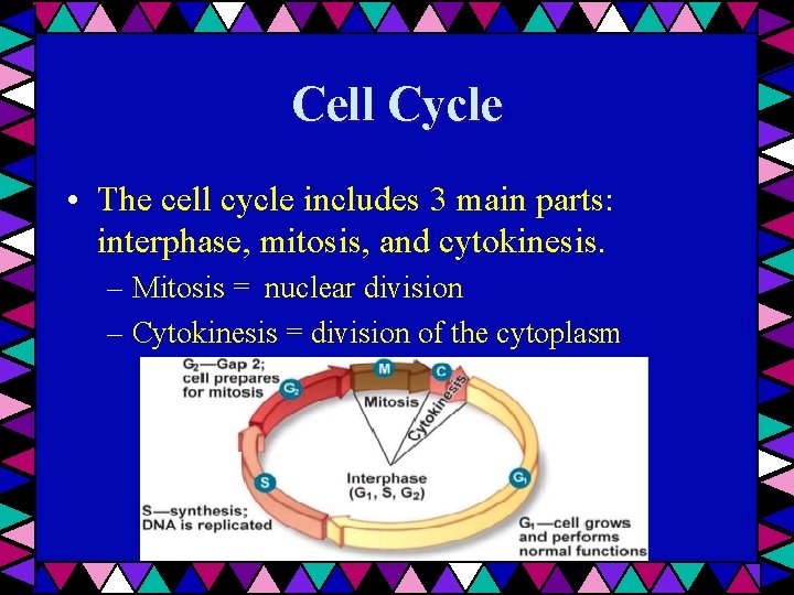 Cell Cycle • The cell cycle includes 3 main parts: interphase, mitosis, and cytokinesis.