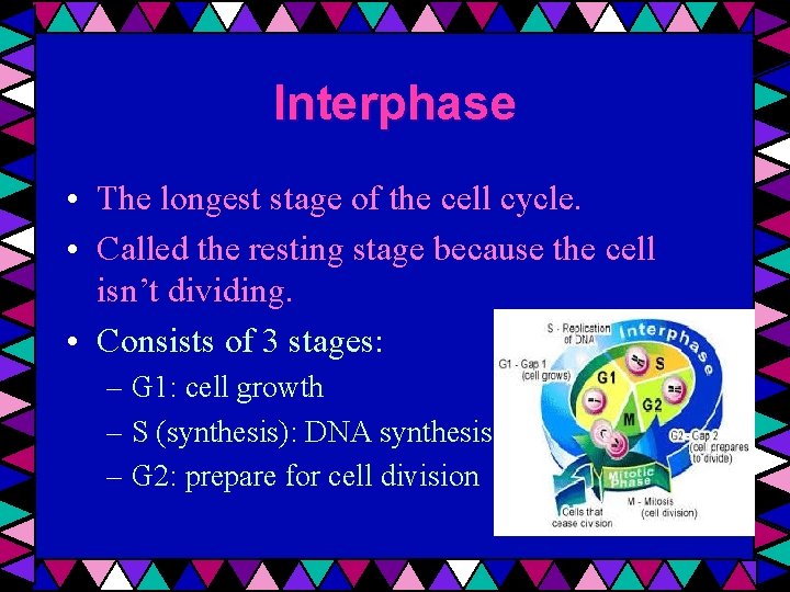 Interphase • The longest stage of the cell cycle. • Called the resting stage