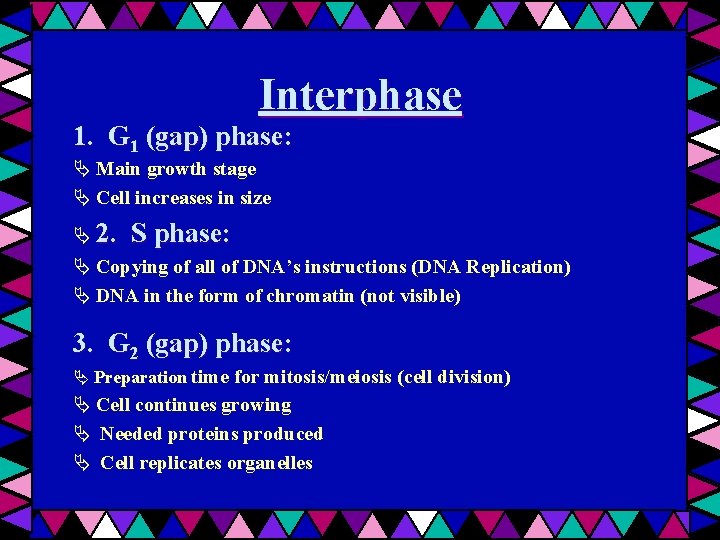 Interphase 1. G 1 (gap) phase: Main growth stage Cell increases in size 2.