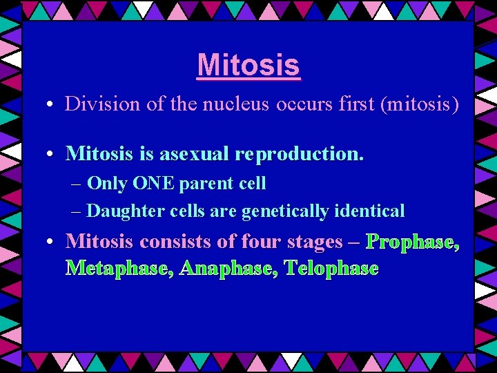 Mitosis • Division of the nucleus occurs first (mitosis) • Mitosis is asexual reproduction.