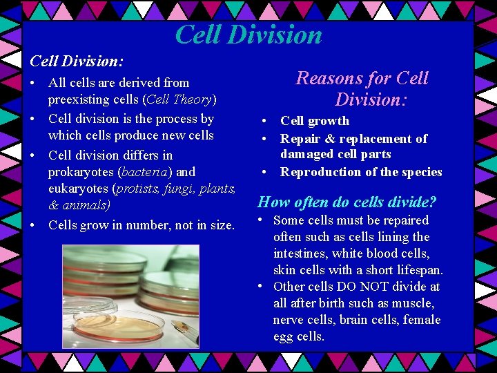 Cell Division: • All cells are derived from preexisting cells (Cell Theory) • Cell