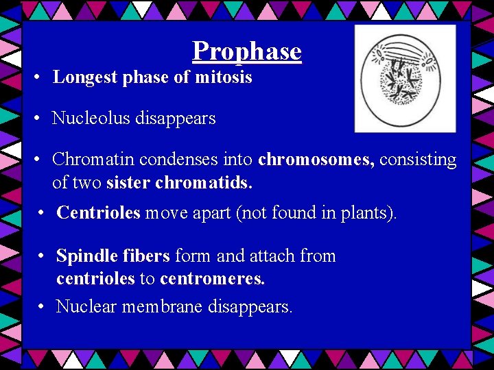 Prophase • Longest phase of mitosis • Nucleolus disappears • Chromatin condenses into chromosomes,