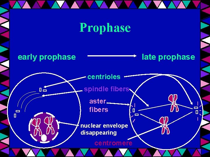 Prophase late prophase early prophase centrioles spindle fibers aster fibers nuclear envelope disappearing centromere