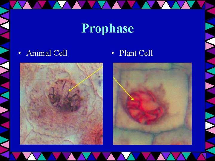 Prophase • Animal Cell • Plant Cell 