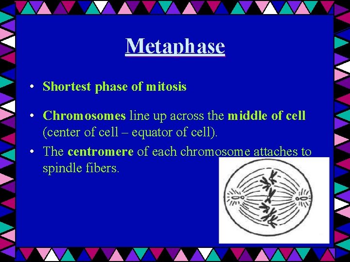 Metaphase • Shortest phase of mitosis • Chromosomes line up across the middle of