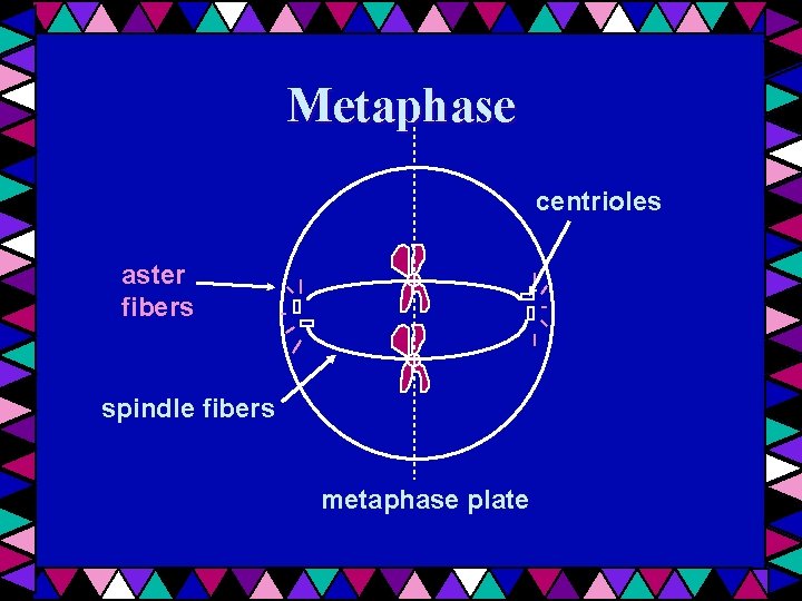 Metaphase centrioles aster fibers spindle fibers metaphase plate 