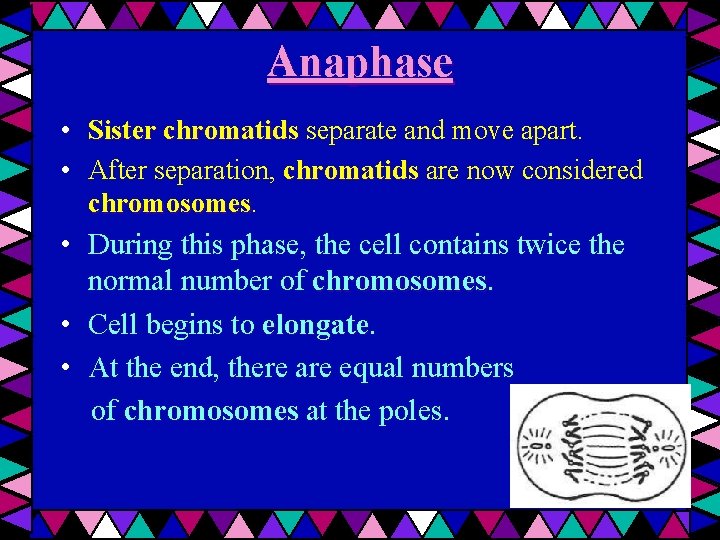 Anaphase • Sister chromatids separate and move apart. • After separation, chromatids are now