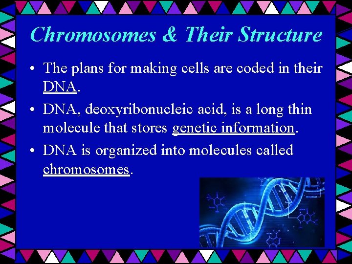 Chromosomes & Their Structure • The plans for making cells are coded in their