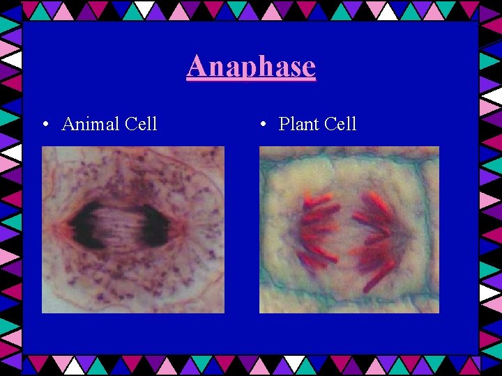 Anaphase • Animal Cell • Plant Cell 