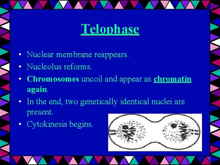 Telophase • • • Nuclear membrane reappears. Nucleolus reforms. Chromosomes uncoil and appear as