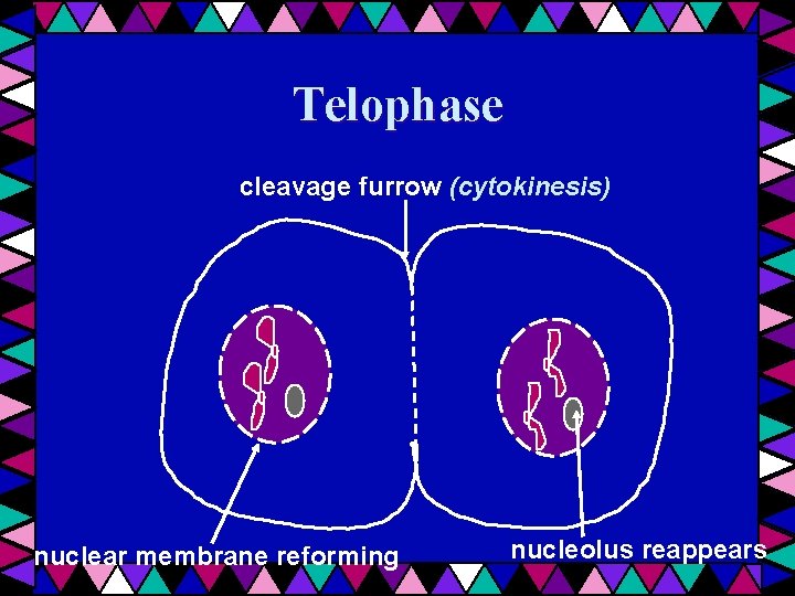 Telophase cleavage furrow (cytokinesis) nuclear membrane reforming nucleolus reappears 