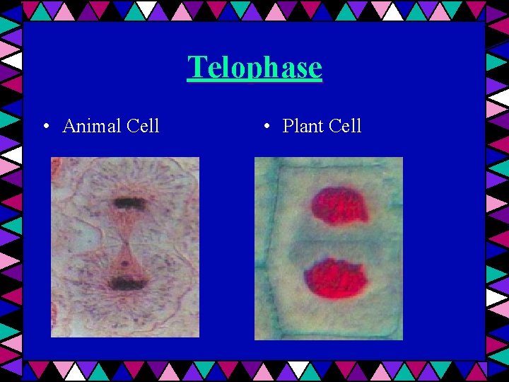 Telophase • Animal Cell • Plant Cell 