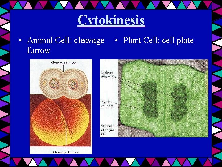 Cytokinesis • Animal Cell: cleavage furrow • Plant Cell: cell plate 