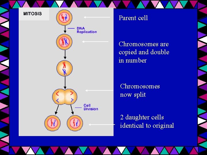 Parent cell Chromosomes are copied and double in number Chromosomes now split 2 daughter