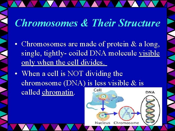 Chromosomes & Their Structure • Chromosomes are made of protein & a long, single,