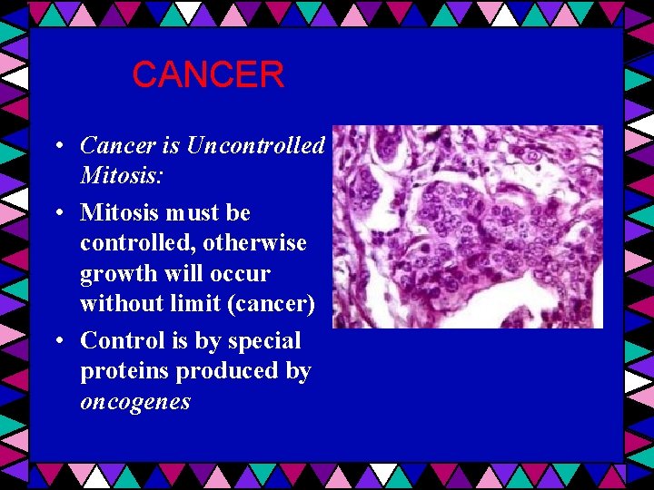 CANCER • Cancer is Uncontrolled Mitosis: • Mitosis must be controlled, otherwise growth will