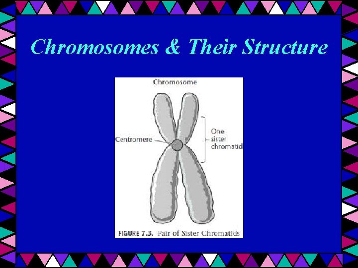 Chromosomes & Their Structure 