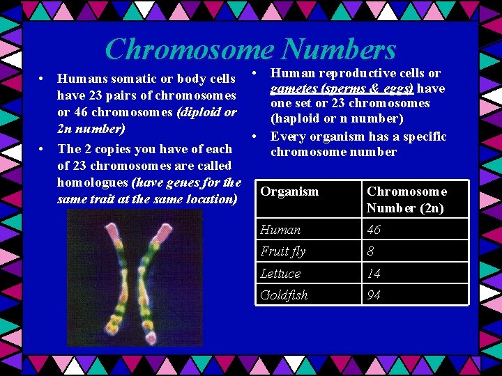Chromosome Numbers • Humans somatic or body cells • Human reproductive cells or gametes