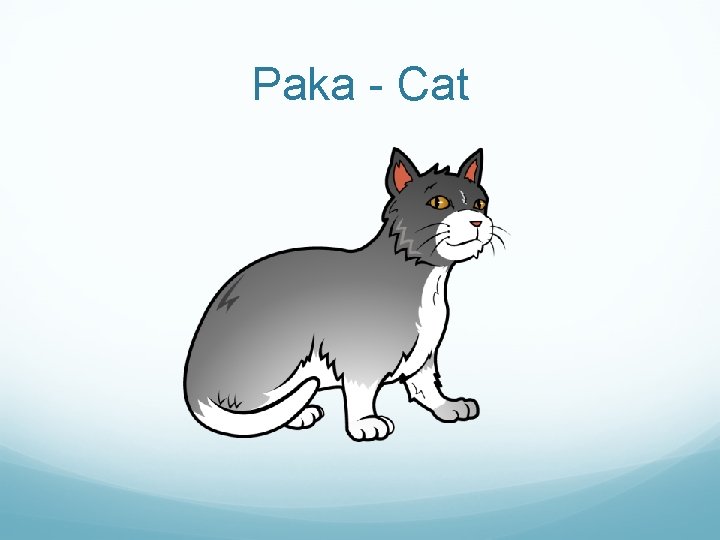 Paka - Cat 