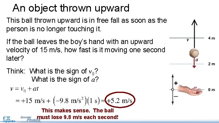An object thrown upward This ball thrown upward is in free fall as soon An object thrown upward This ball thrown upward is in free fall as soon