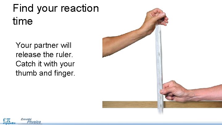 Find your reaction time Your partner will release the ruler. Catch it with your Find your reaction time Your partner will release the ruler. Catch it with your
