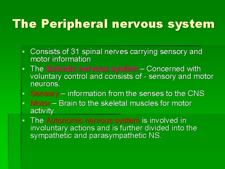 The Peripheral nervous system ▪ Consists of 31 spinal nerves carrying sensory and motor