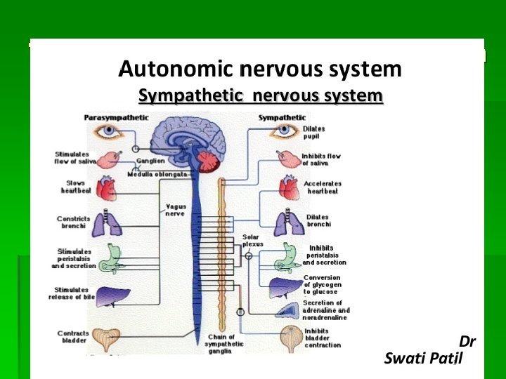 The Autonomic Nervous System ▪ Divided into the sympathetic and parasympathetic nervous system ▪