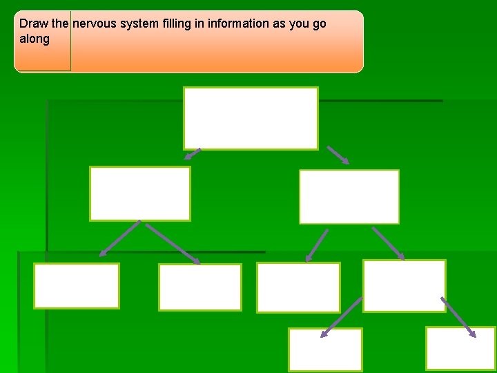 Draw the nervous system filling in information as you go along 
