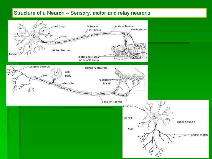 Structure of a Neuron – Sensory, motor and relay neurons 