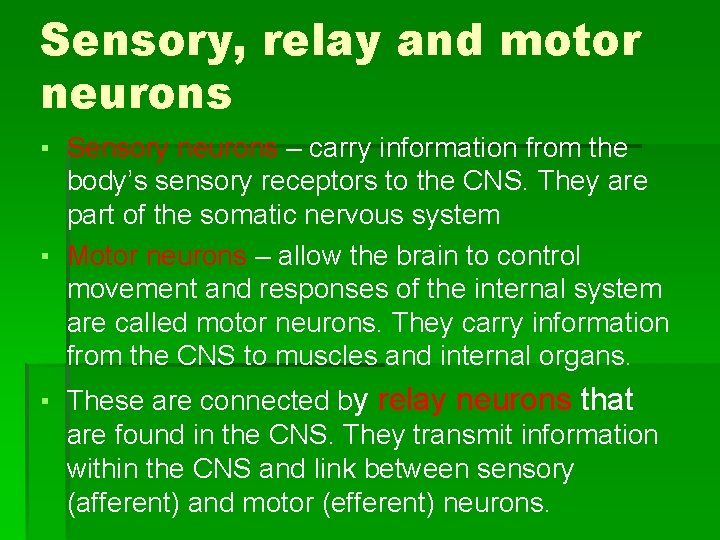 Sensory, relay and motor neurons ▪ Sensory neurons – carry information from the body’s