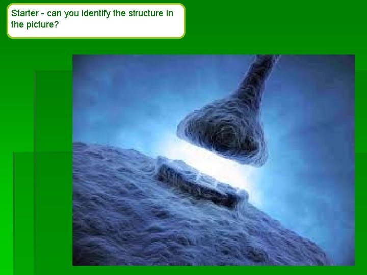 Starter - can you identify the structure in the picture? 