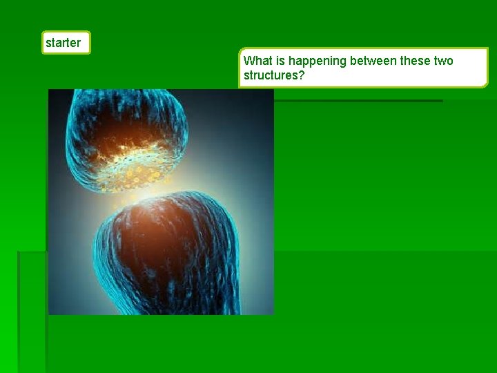 starter What is happening between these two structures? 